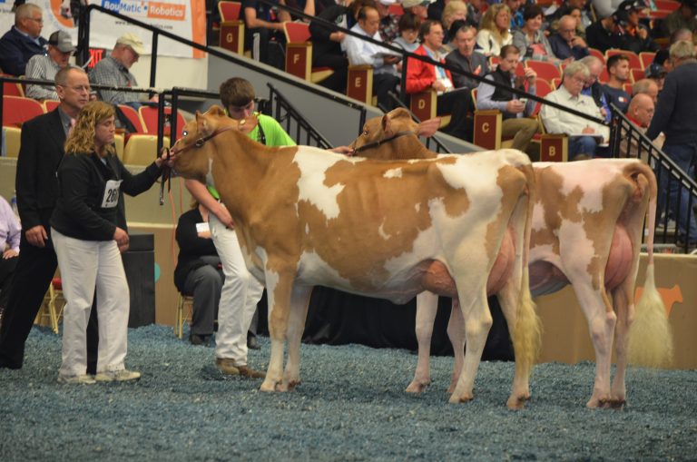 Showing Cattle At World Dairy Expo Blog Morganmyers