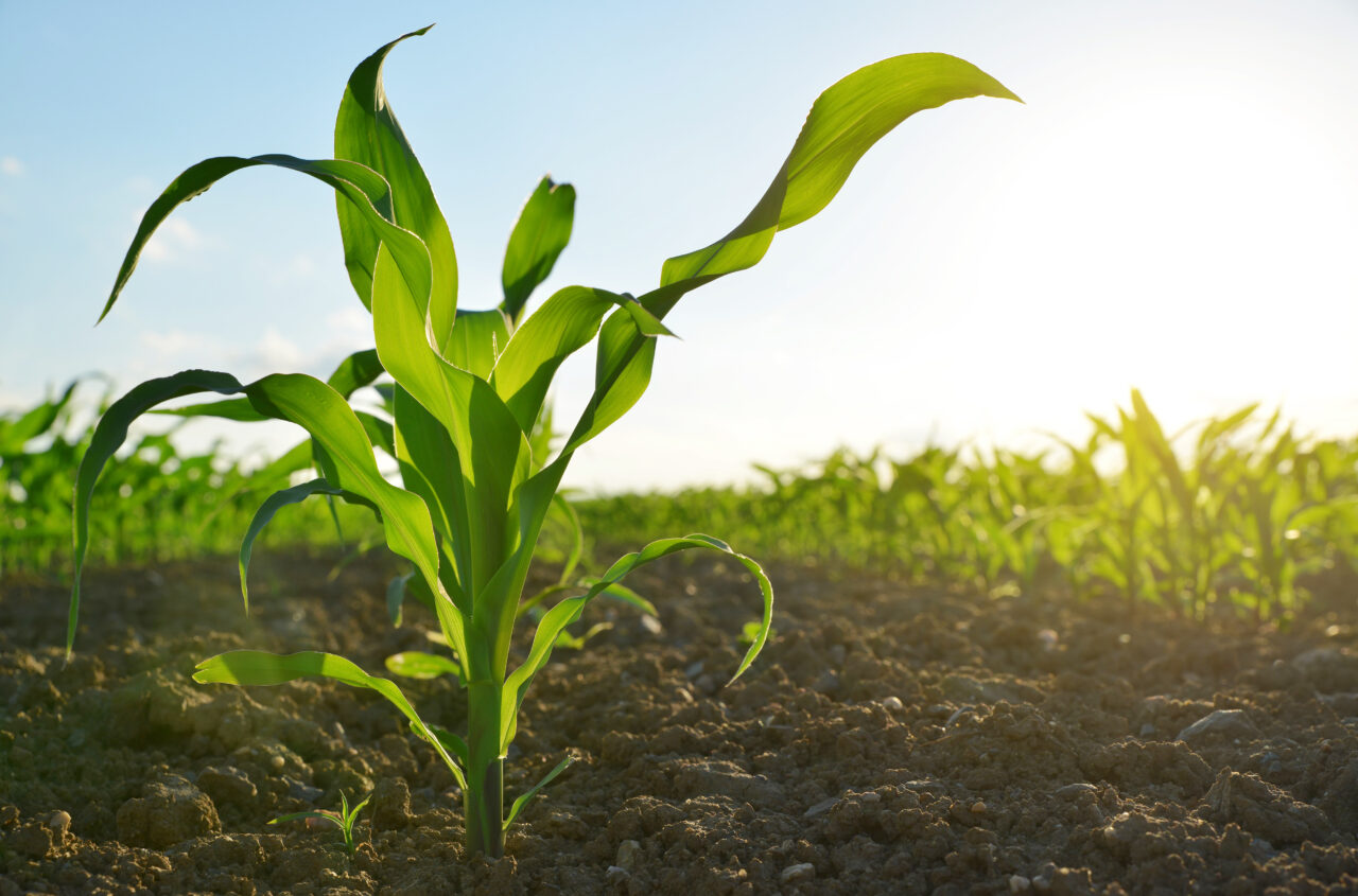 young corn stalk in field