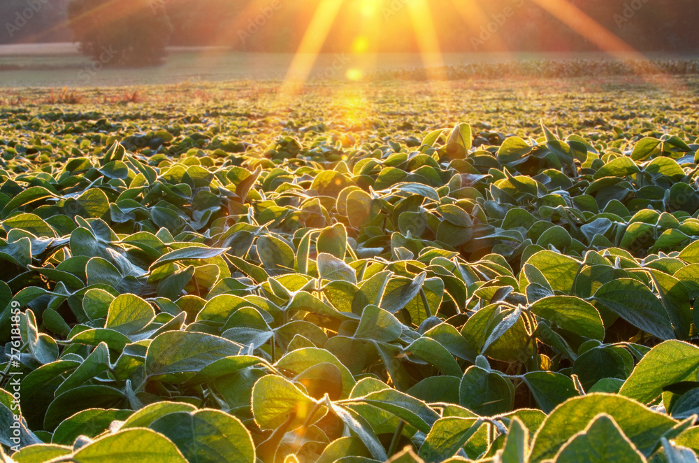 Soybean field