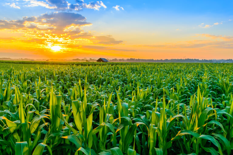cornfield sunrise