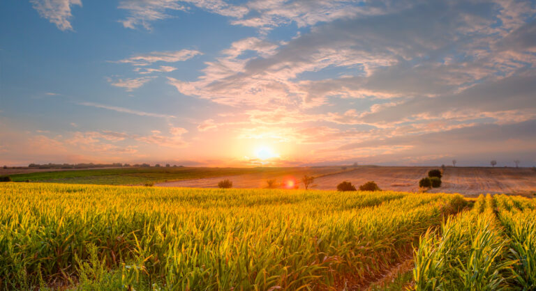 cornfield sunset