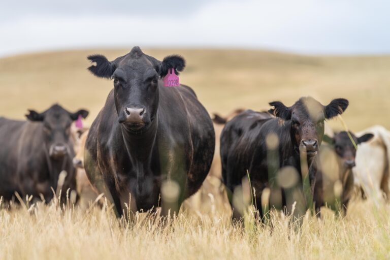 beef cattle in field