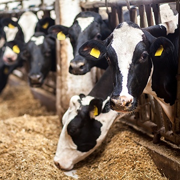 cows