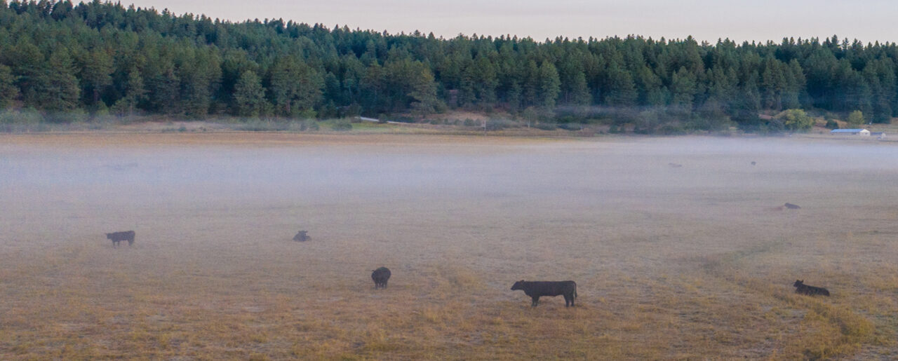foggy field