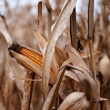 corn