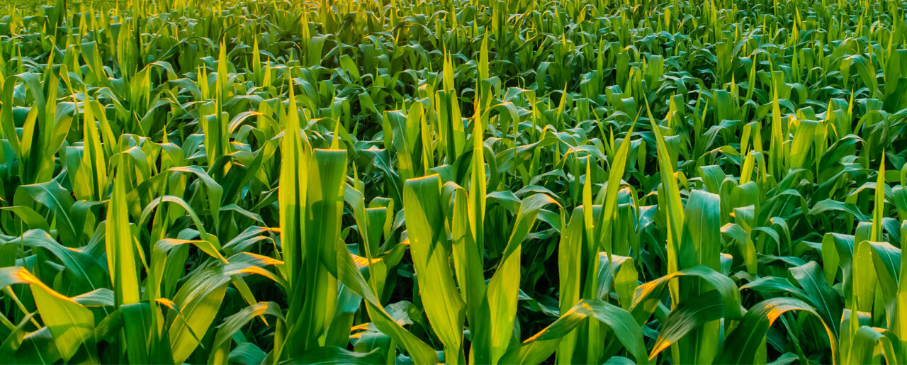 corn field