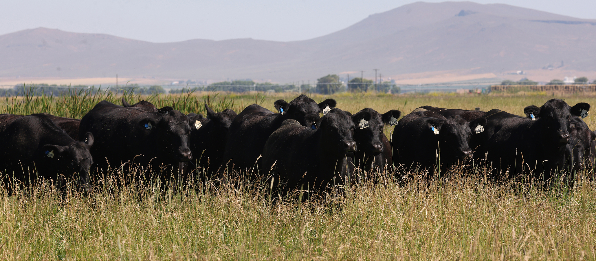 cows