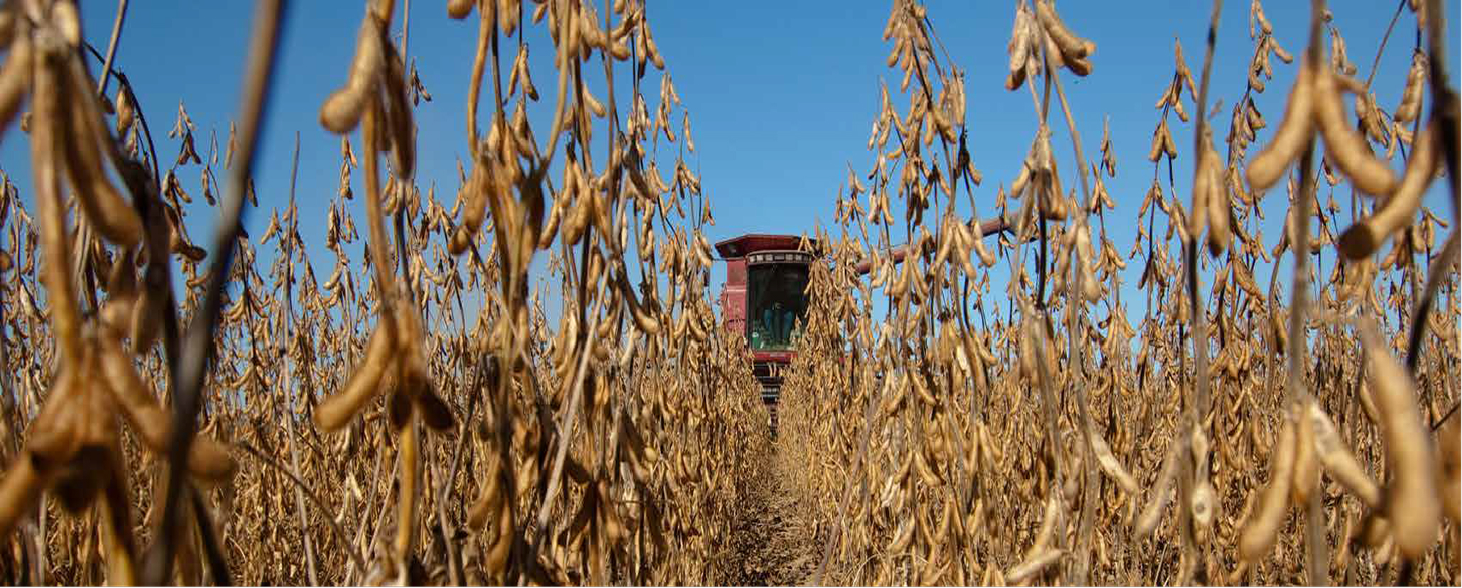 SCN hero image featuring soybean harvest