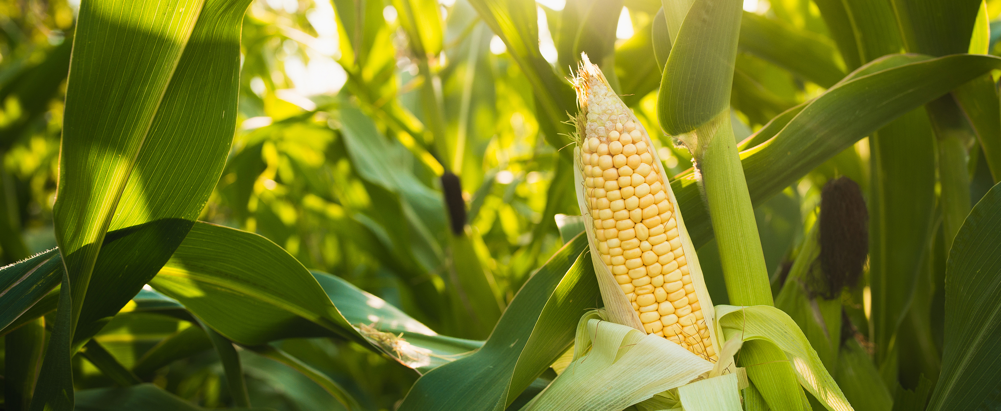 corn